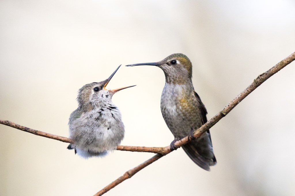 Privacy Policy - Birds Connect Seattle